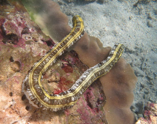  Euapta godeffroyi (Godeffroy’s Worm Cucumber)